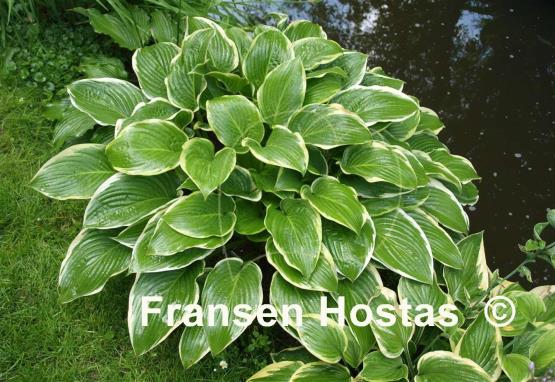 Hosta Showtime